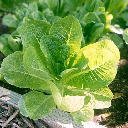 Image of Little Caesar, Lettuce Seeds