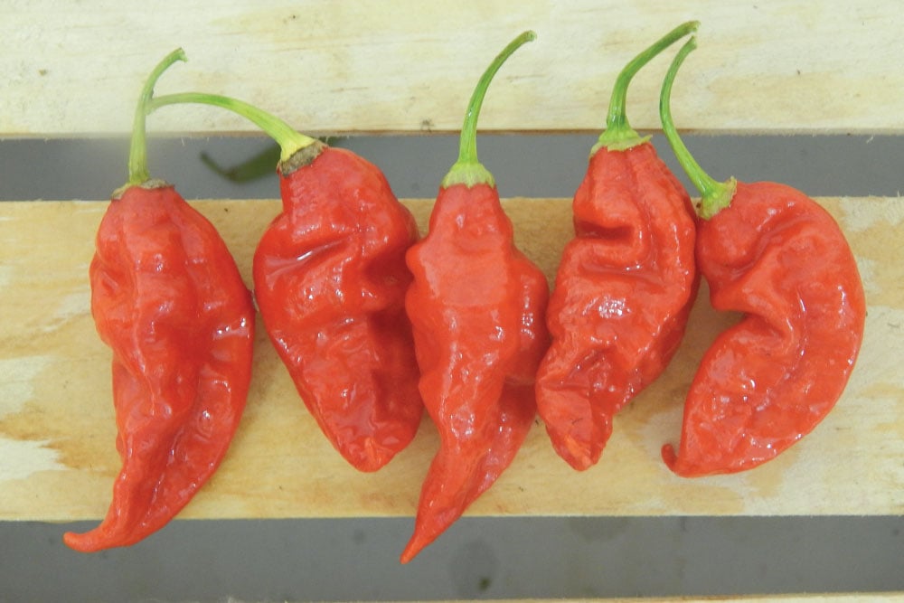 Image of Trinidad Scorpion Butch T, Pepper Seeds