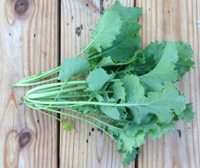 Dwarf Siberian, Kale Seed