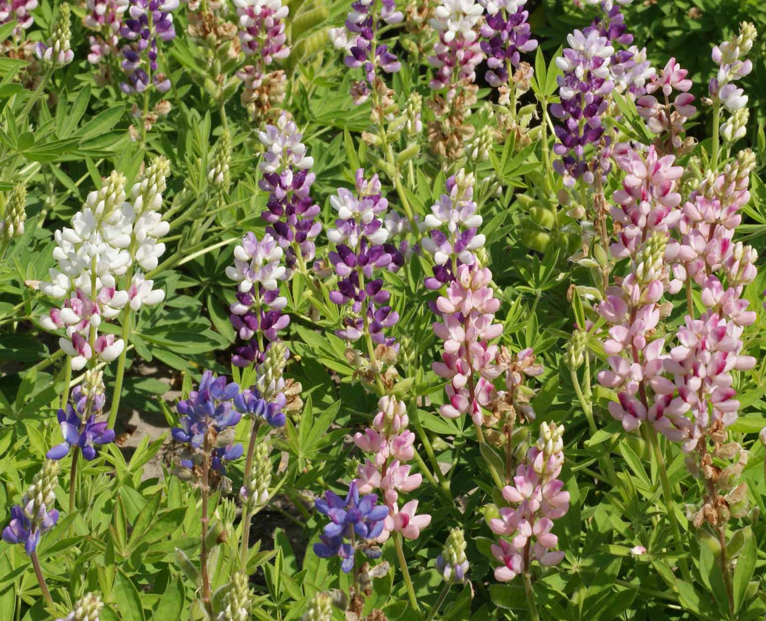 Pixie Delight, Lupine Seeds