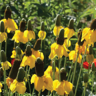 Prairie Coneflower, Ratibida Seeds