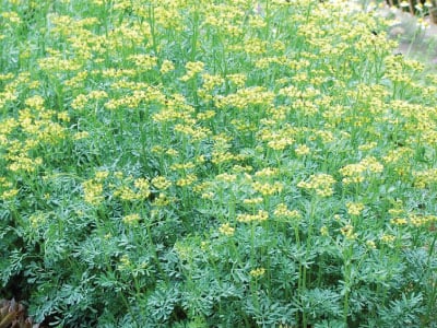 Common, Rue Seed