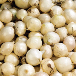 Image of Snowball White, Onion Sets