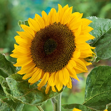 Classic Gold, (F1) Sunflower Seeds