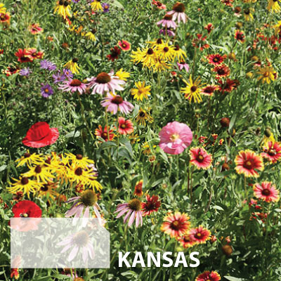 Kansas Blend, Wildflower Seed