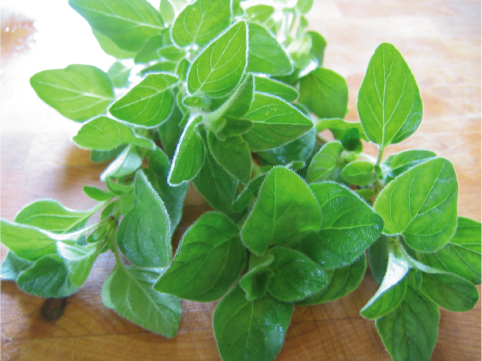 Italian, Oregano Seeds