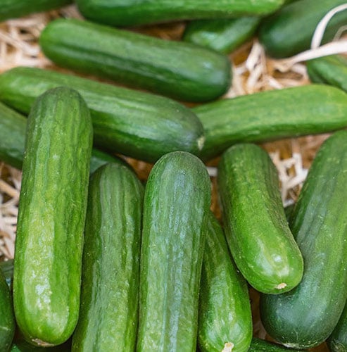 Muncher, Organic Cucumber Seeds