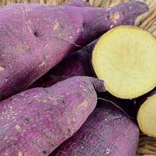 Image of Murasaki Purple, Sweet Potato Slips