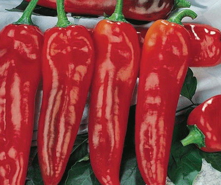 Image of Corno Di Toro Rosso, Pepper Seeds