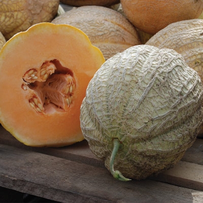 Image of Schoon's Hardshell, Organic Melon Seeds
