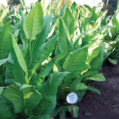 Image of Havana 142, Tobacco Seed