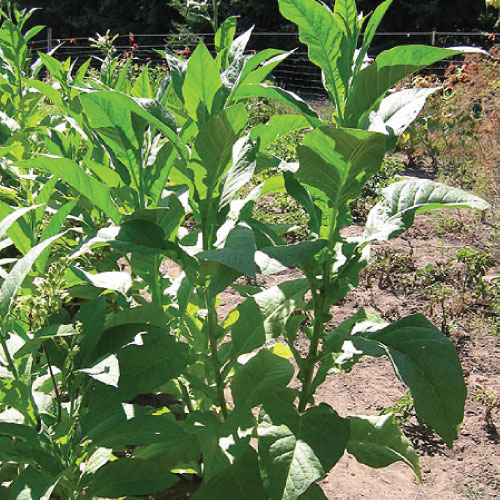Image of Virginia Bright Leaf, Tobacco Seed
