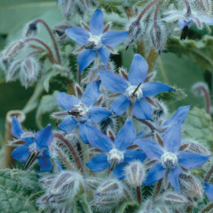 Common, Borage Seed