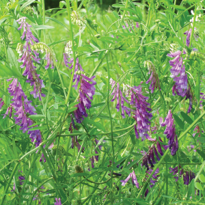 Hairy Vetch, Legumes